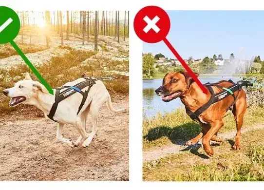 Как выбрать правильный размер шлейки для собаки? | Non-stop dogwear®