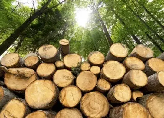 Як взяти участь у торгах необробленою деревиною
