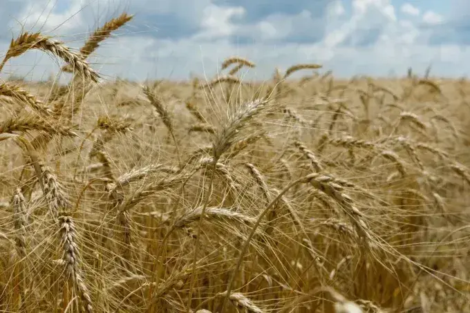 На Харківщині готуються збирати врожай