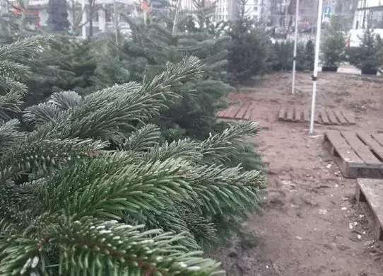 З 1 грудня на Харківщині почнеться продаж ялинок: де продаватимуть та за скільки?