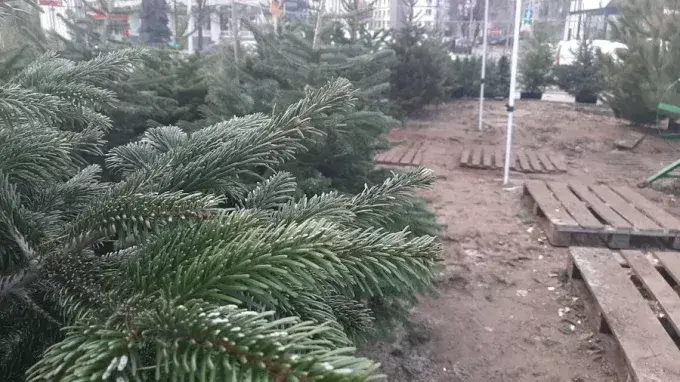 З 1 грудня на Харківщині почнеться продаж ялинок: де продаватимуть та за скільки?