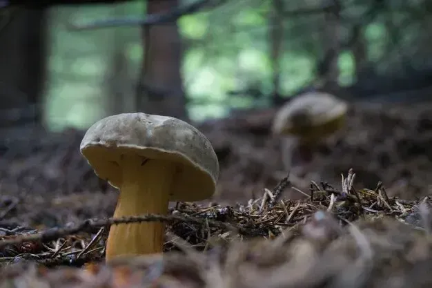Харківʼянка отруїлася маринованими грибами, зібраними у лісі