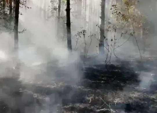Масштабну пожежу на Харківщині гасили понад чотири доби