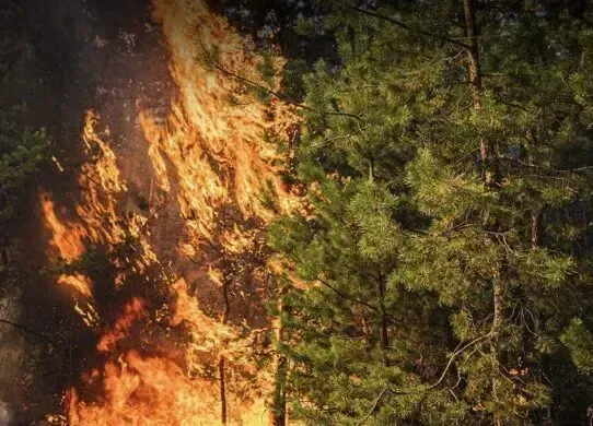Лісова пожежа дісталася до села на Харківщині, евакуюють близько 250 людей