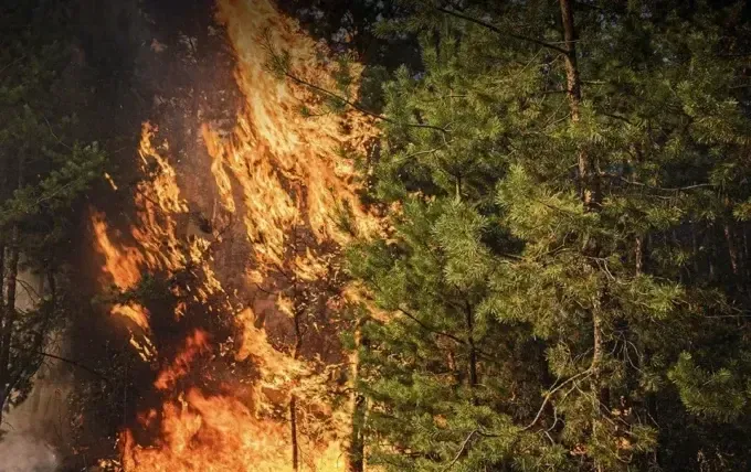 Лісова пожежа дісталася до села на Харківщині, евакуюють близько 250 людей