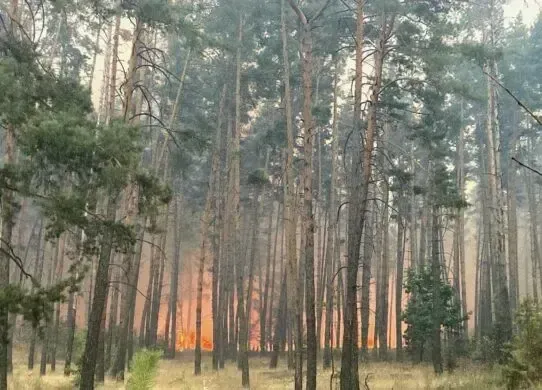 Харківська область бореться не тільки з обстрілами, але і з лісовими пожежами