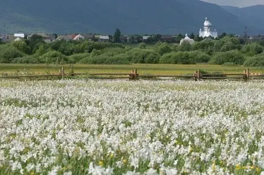 Долина нарцисів – чарівний куточок Карпат