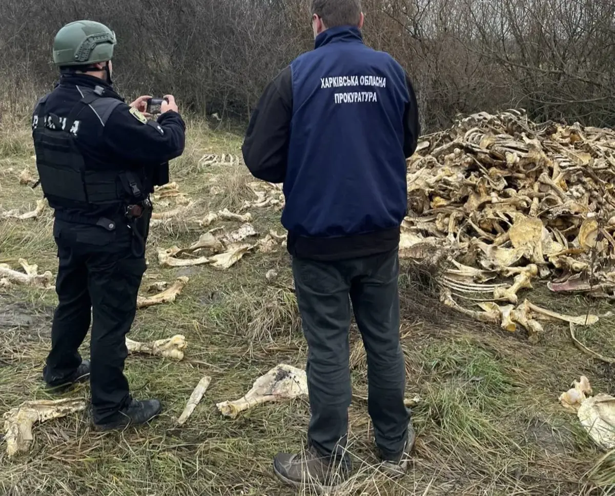 Несподівана знахідка на Харківщині: місцеві натрапили на звалище тваринних кісток