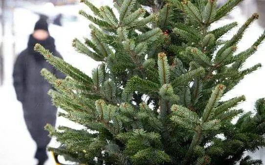 У Харкові відкрилися ялинкові базари: скільки коштують сосни і ялини