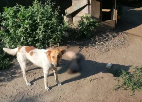 На Харківщині собака допоміг викрити вбивцю, який розчленував чоловіка