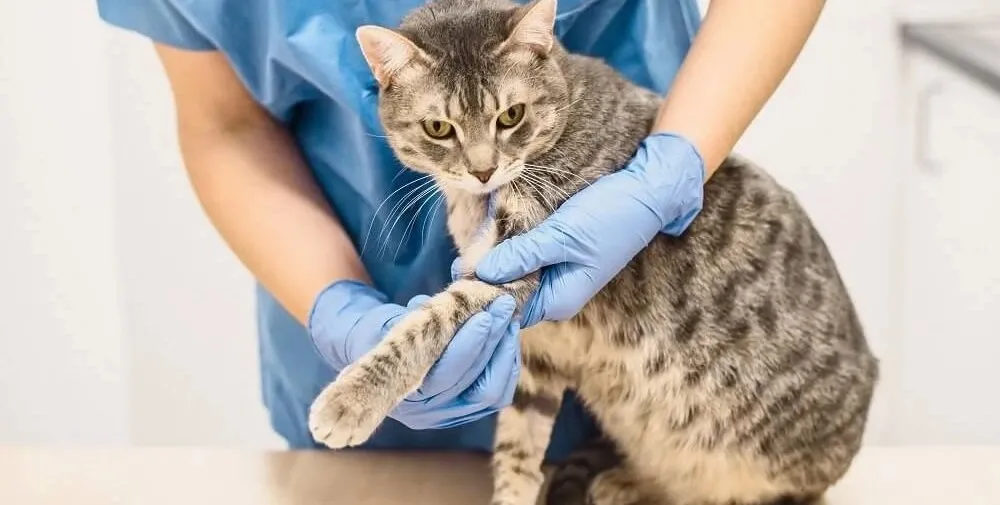 Перелом лапи у кота Перелом лапи у кота