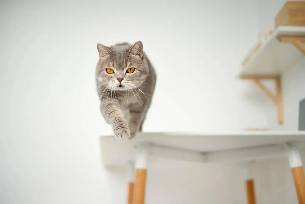 Вивих лапи у кота Вивих лапи у кота