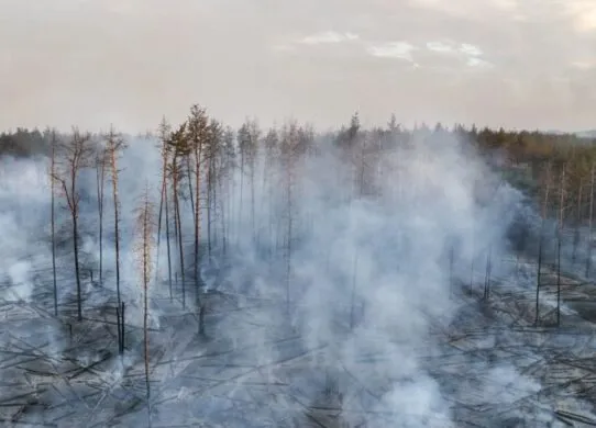 Масштабні пожежі на Харківщині: біля двох сіл палають десятки гектарів лісу