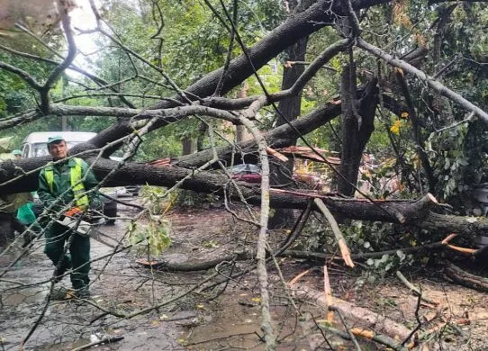 У Харкові водіїв та пішоходів попереджають про небезпеку падіння гілок та дерев