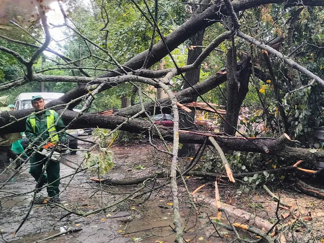 У Харкові водіїв та пішоходів попереджають про небезпеку падіння гілок та дерев