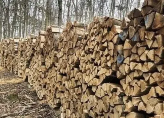Які дрова можна збирати в лісі на Харківщині: що дозволено законом під час війни