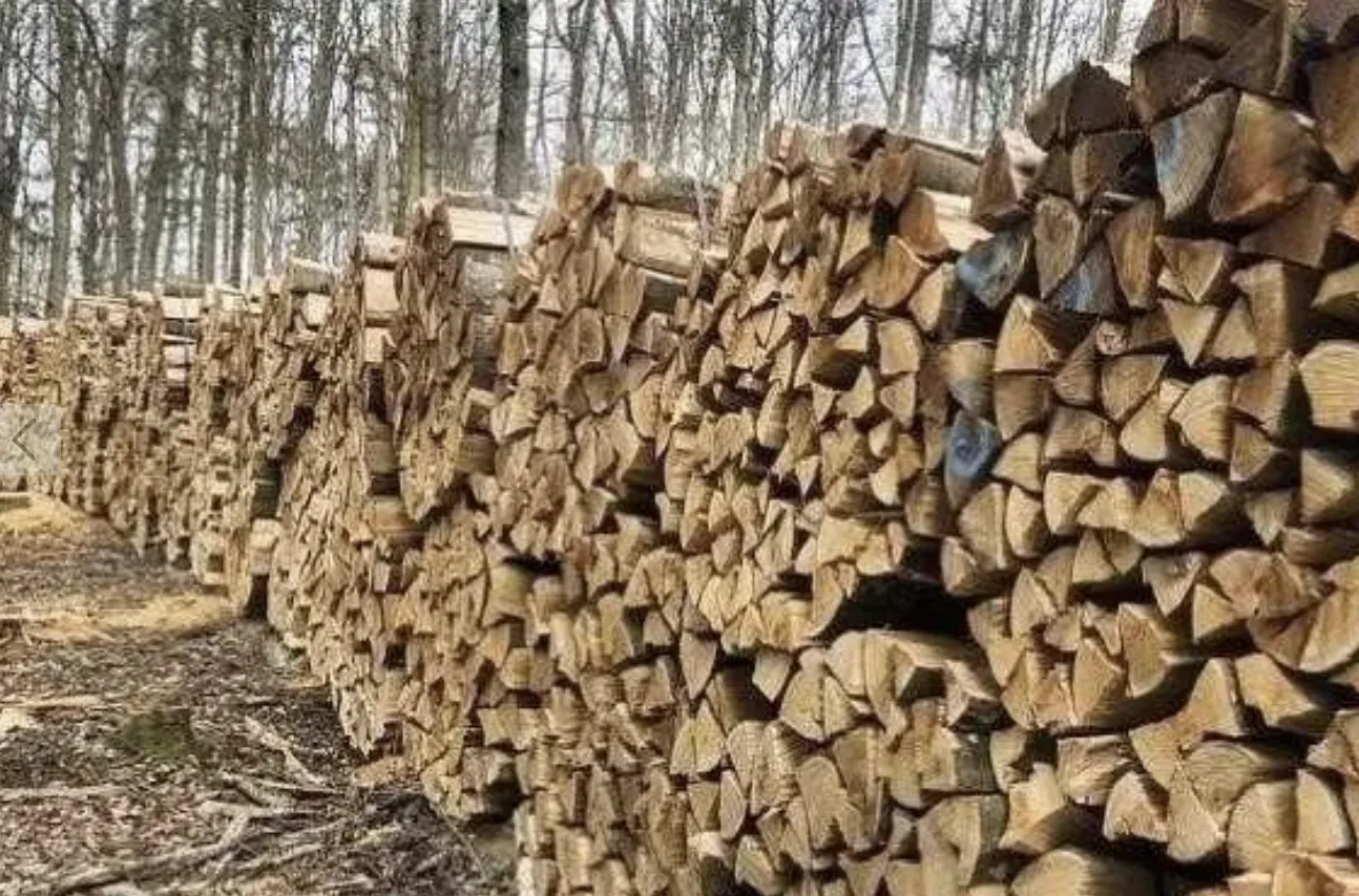 Які дрова можна збирати в лісі на Харківщині: що дозволено законом під час війни
