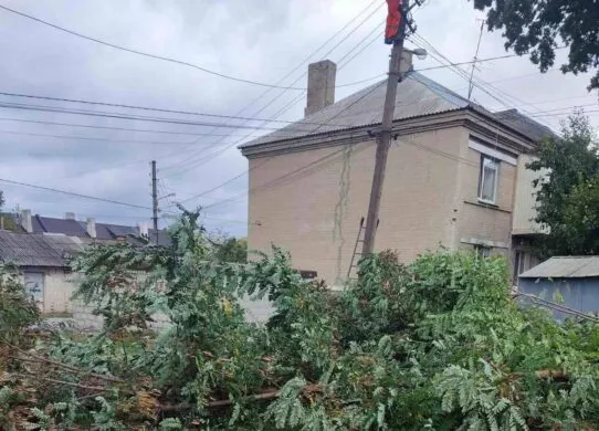 Рекордну кількість дерев завалив цього разу вітер у Харкові: кількість вже перевищила 160 одиниць